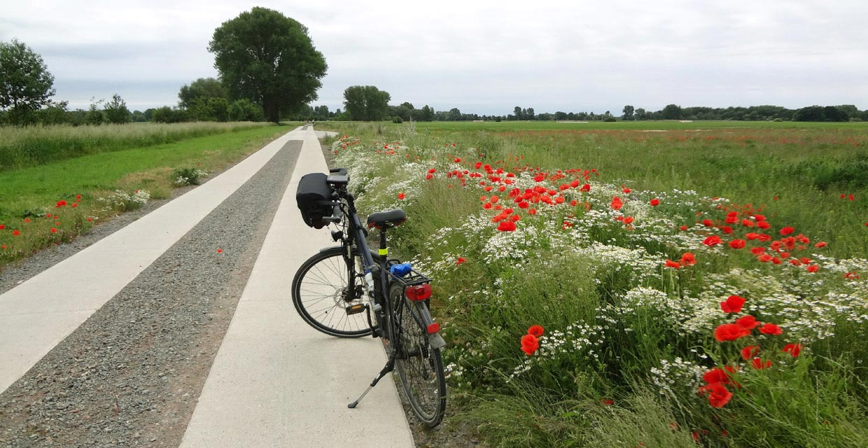 Boderadweg bei Wolmirsleben