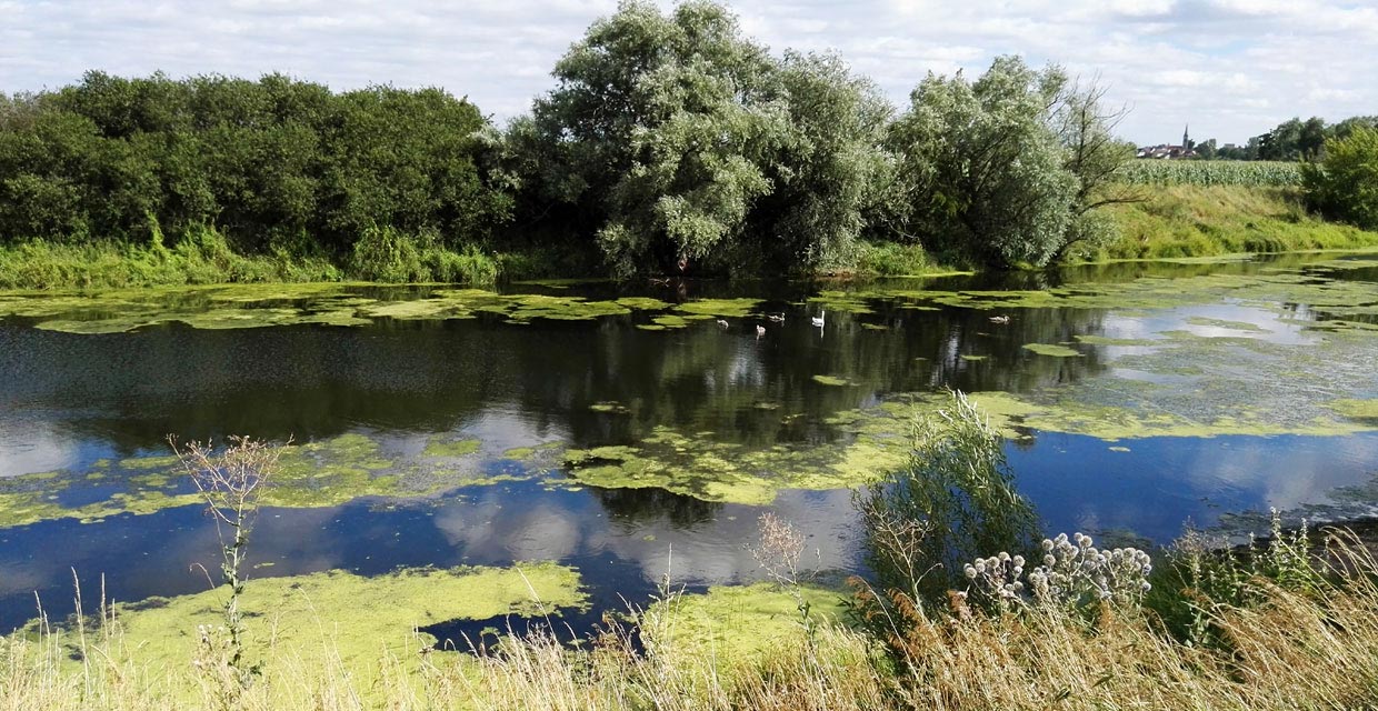 Saalealtarm bei Plötzkau
