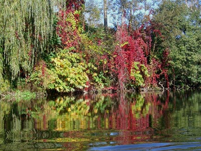 Laubfärbung am Saale-Ufer