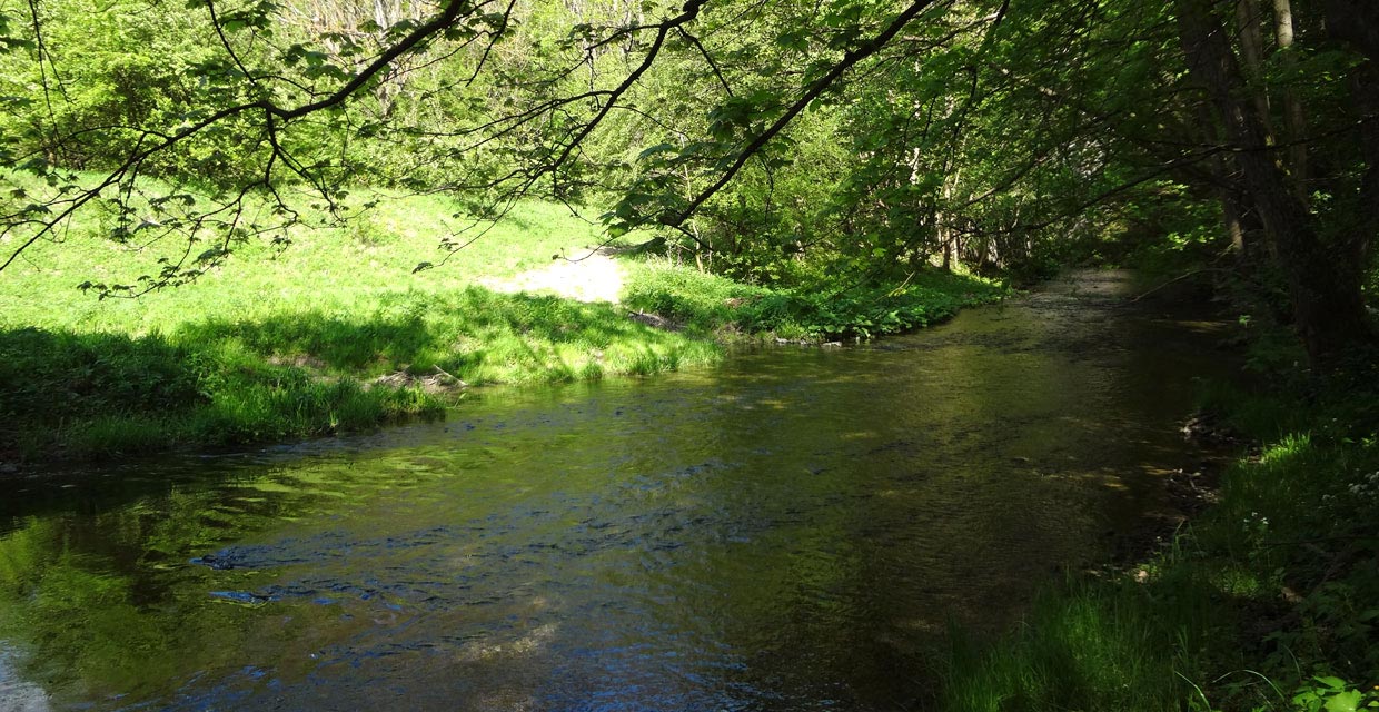Unstrut bei Dachrieden